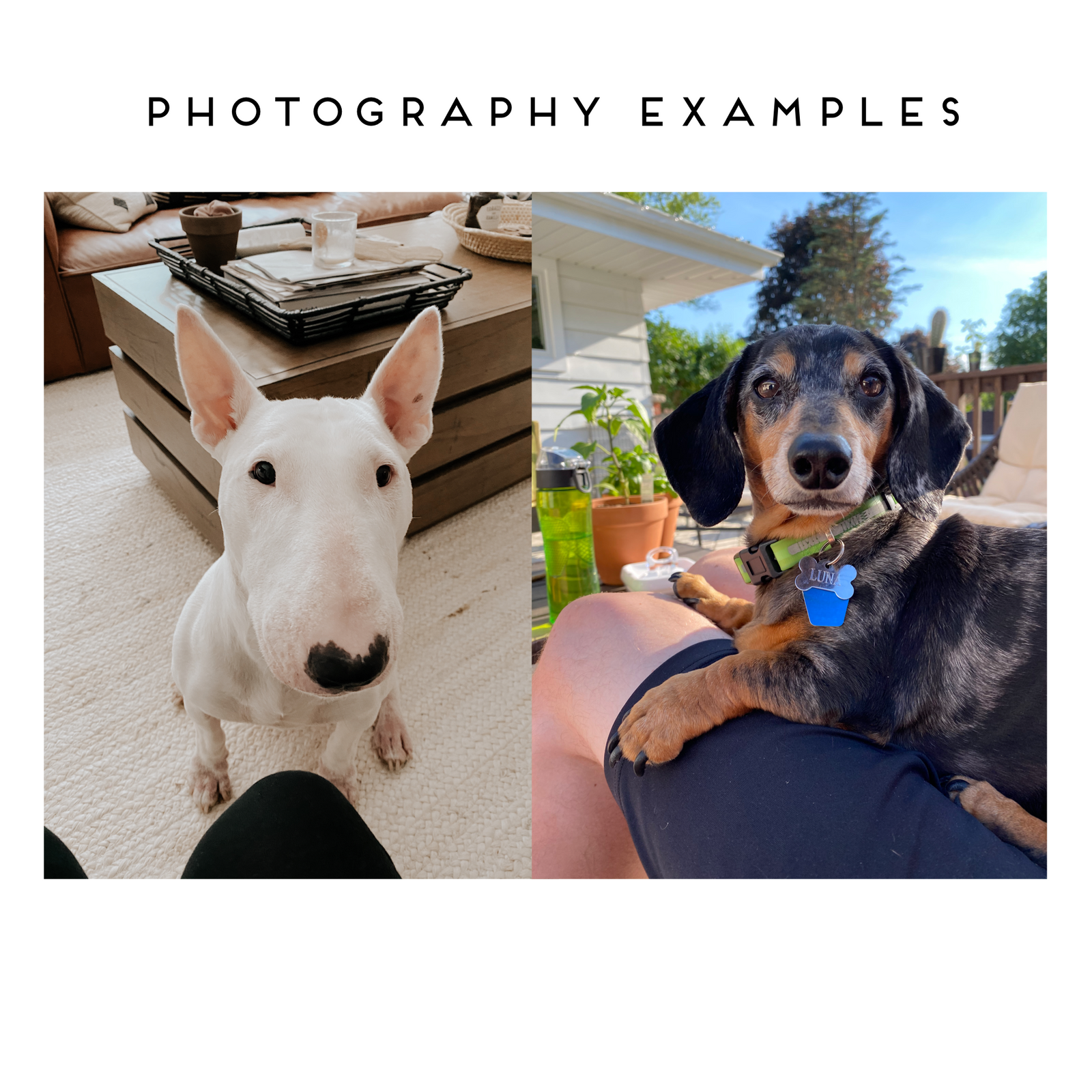 Ornament - Custom Hand Painted Pet Portrait